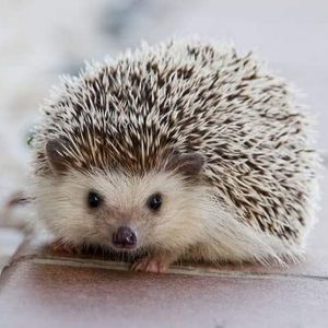 Meet your Posher, Bella